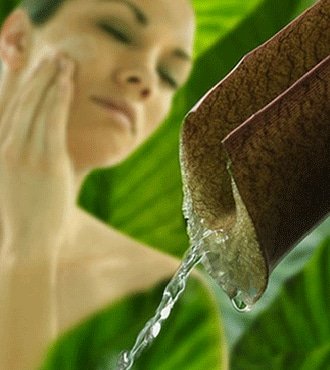 aloe vera cosmétique