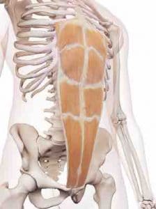 Muscle grand droit de l'abdomen