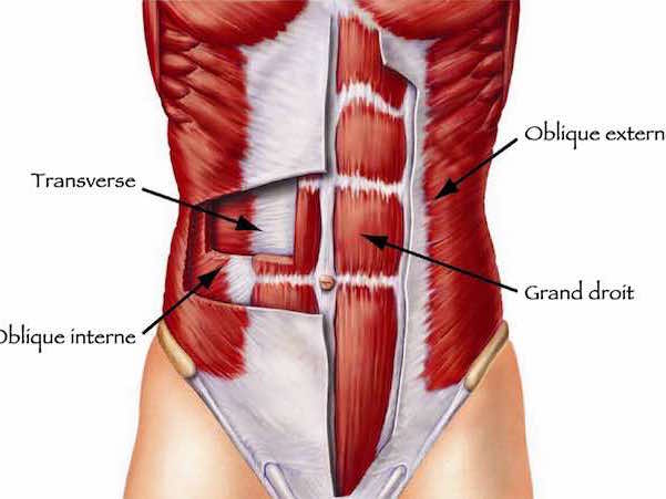 anatomie abdomen
