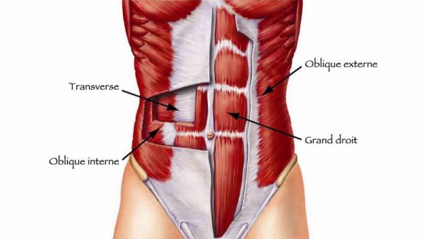 muscles abdominaux