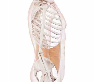 muscle oblique interne