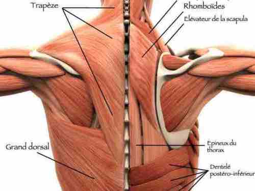 muscles dos