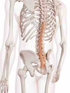 multifidus