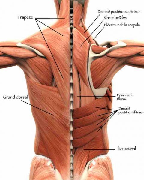 muscles du dos