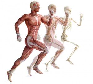 ostéopathe sportif