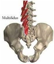 multifidus