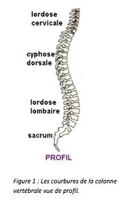 cyphose dorsale
