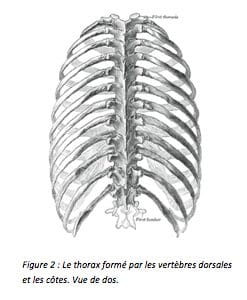 thorax et vertèbres dorsales