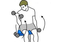 Le curl avec haltères curl haltères