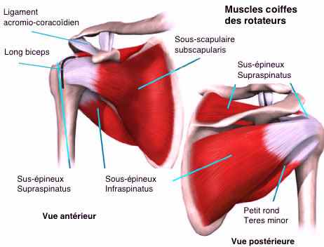 Coiffe des rotateurs : anatomie et pathologies