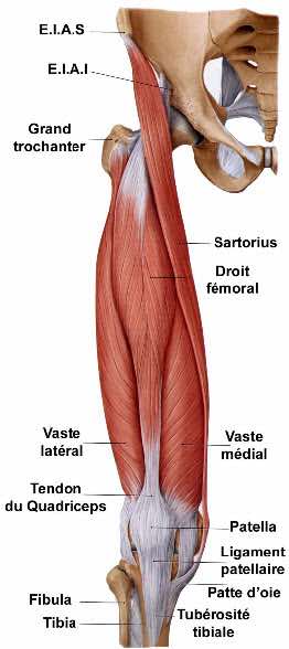 vaste interne externe droit anterieur crural