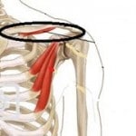 muscle subclavier