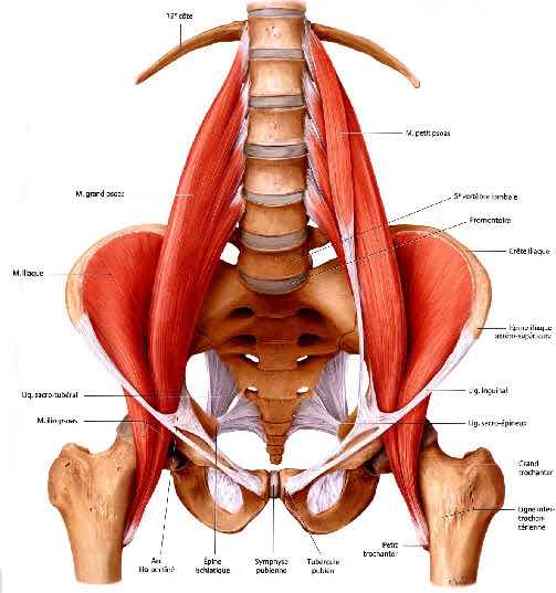 psoas iliaque anatomie