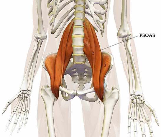muscle psoas