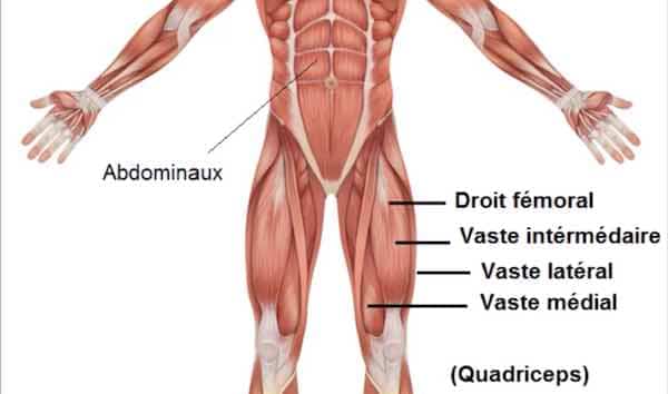 squat muscles quadriceps