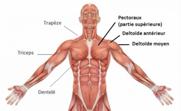 developpe militaire muscles sollicités