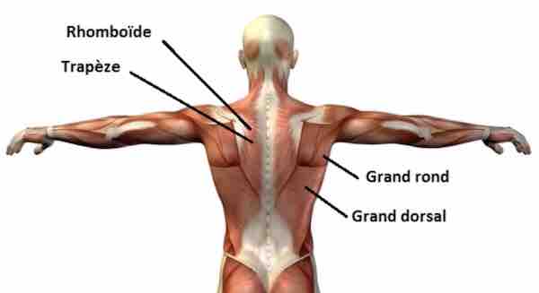traction pronation muscles sollicités