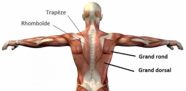 traction supination muscles dos