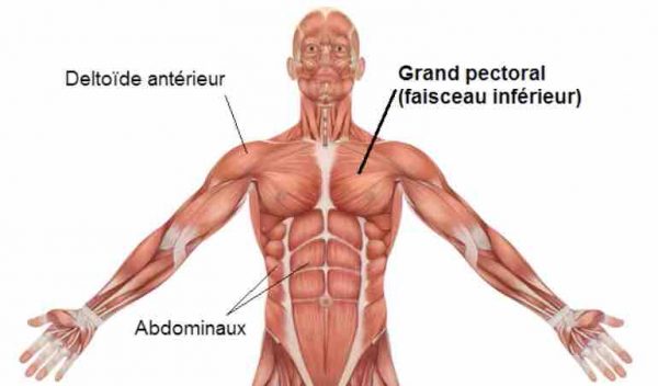 muscle-up grand pectoral