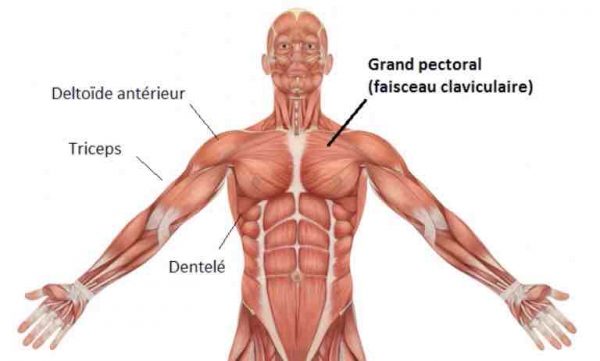 développe incliné haltères muscles