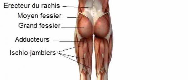 fessiers front squat