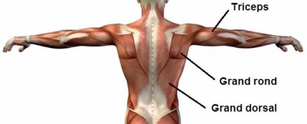 muscle-up grand dorsal grand rond