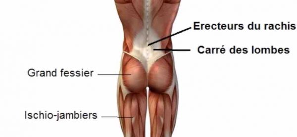 gainage muscles bas du dos
