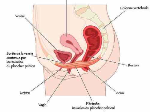 plancher pelvien