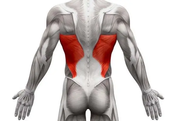 muscle grand dorsal