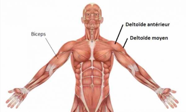 tirage menton deltoides