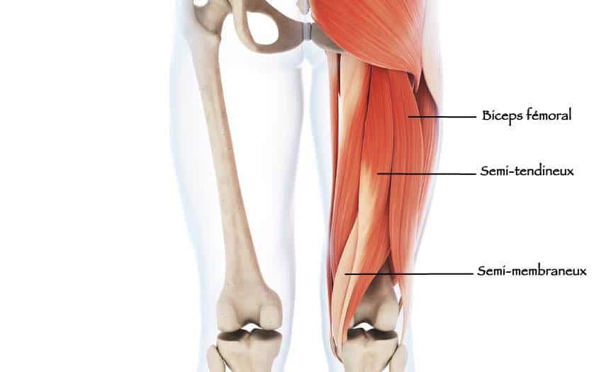 Ischiojambiers biceps fémoral, semimembraneux et tendineux Anatomie
