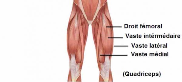 quadriceps leg extension