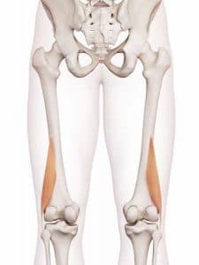 biceps femoral court