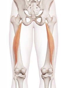 biceps femoral long