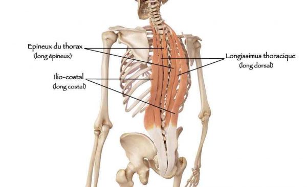muscles spinaux