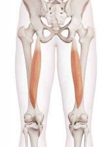 semi-tendineux