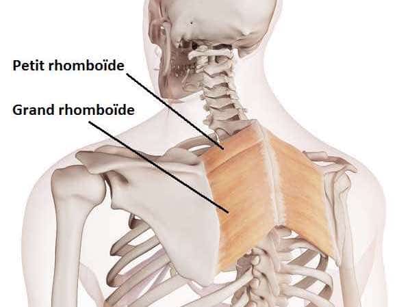 muscles rhomboides