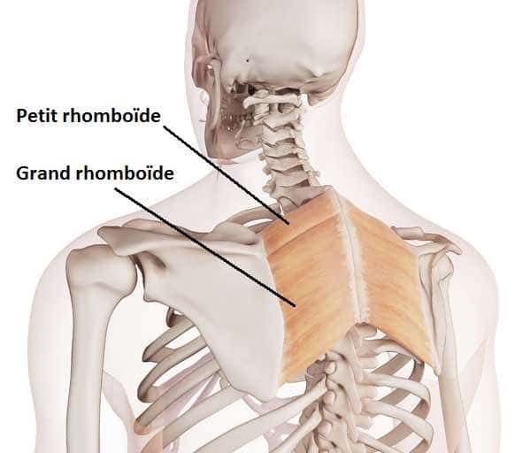 muscle rhomboïde