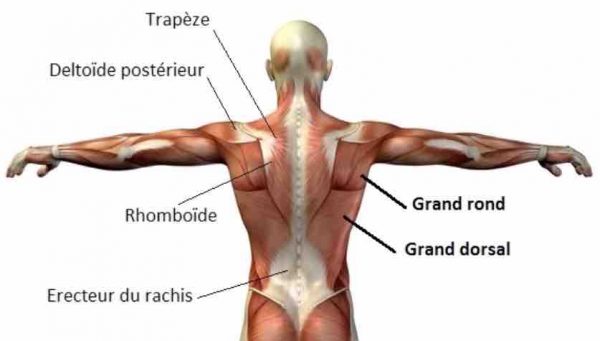 rowing assis poulie basse muscles