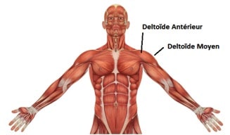 deltoide anterieur et moyen anatomie