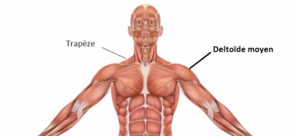 élévations latérales muscle deltoide