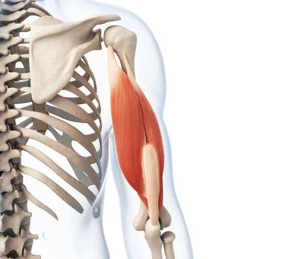 muscle triceps brachial