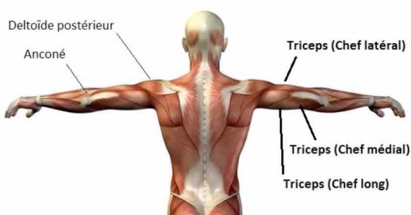 kickback musculation triceps