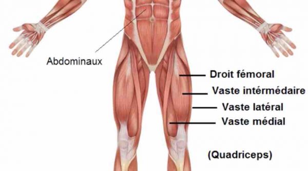 Quadriceps squat sumo