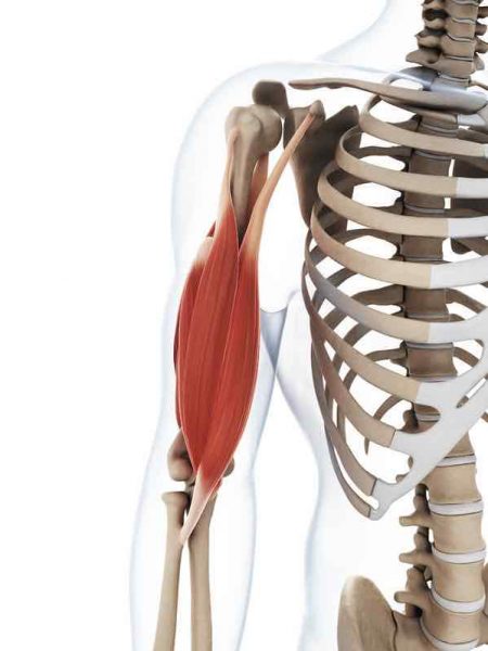 muscle biceps brachial