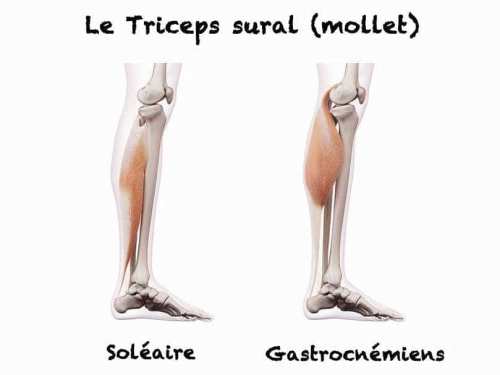 muscle mollet