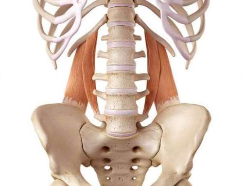 muscle carré des lombes