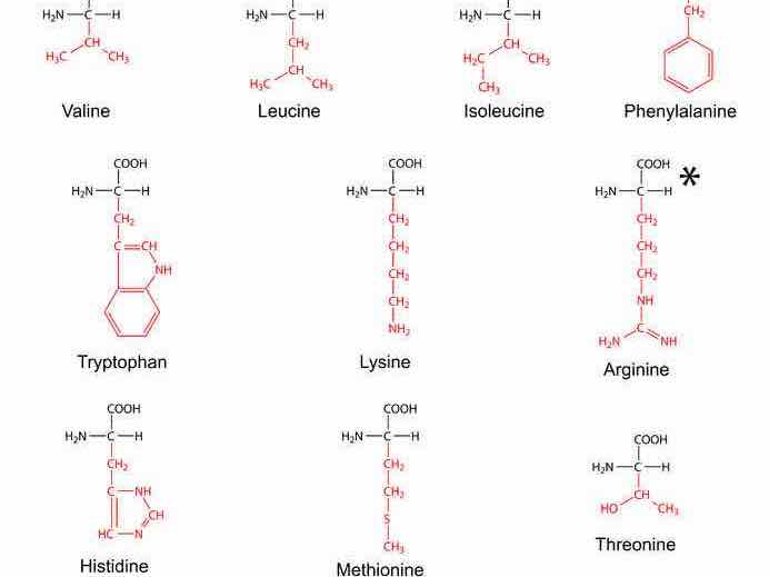 acides amines essentiels formule chimique