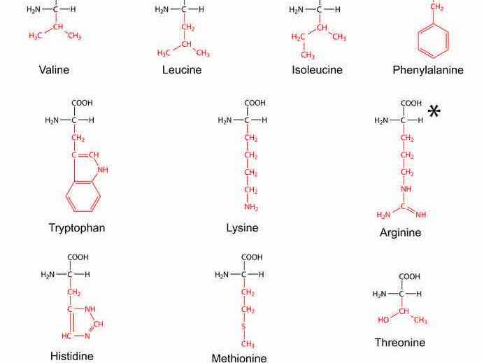 acides amines essentiels formule chimique acides amines essentiels formule chimique