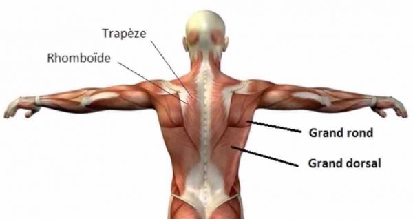 muscles dos tirage poulie haute